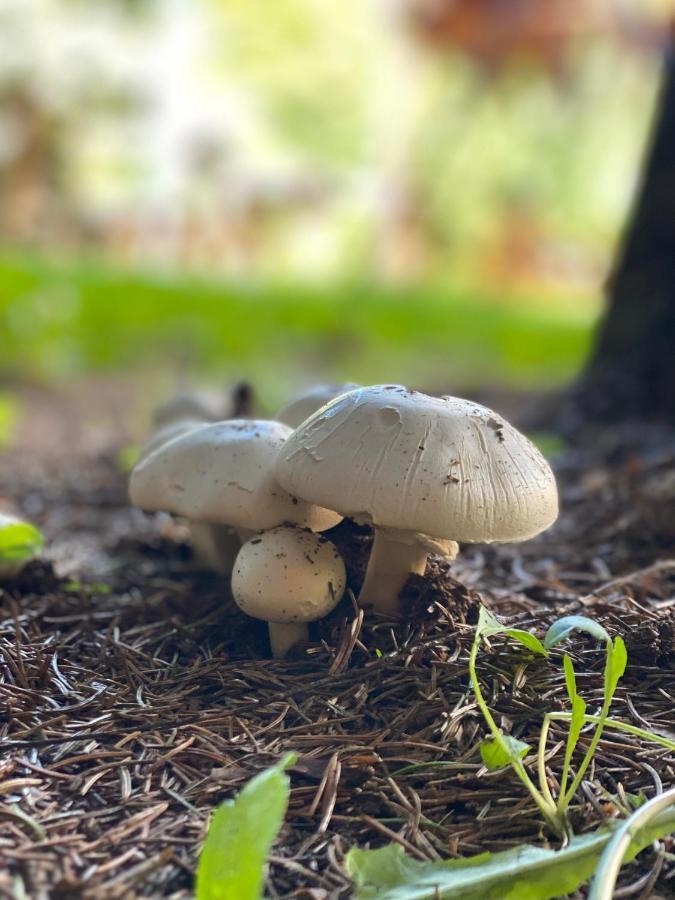 Fakanalas Fogadó Pásztó Exterior foto